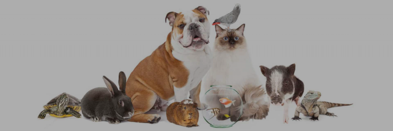 Animais em condomínio