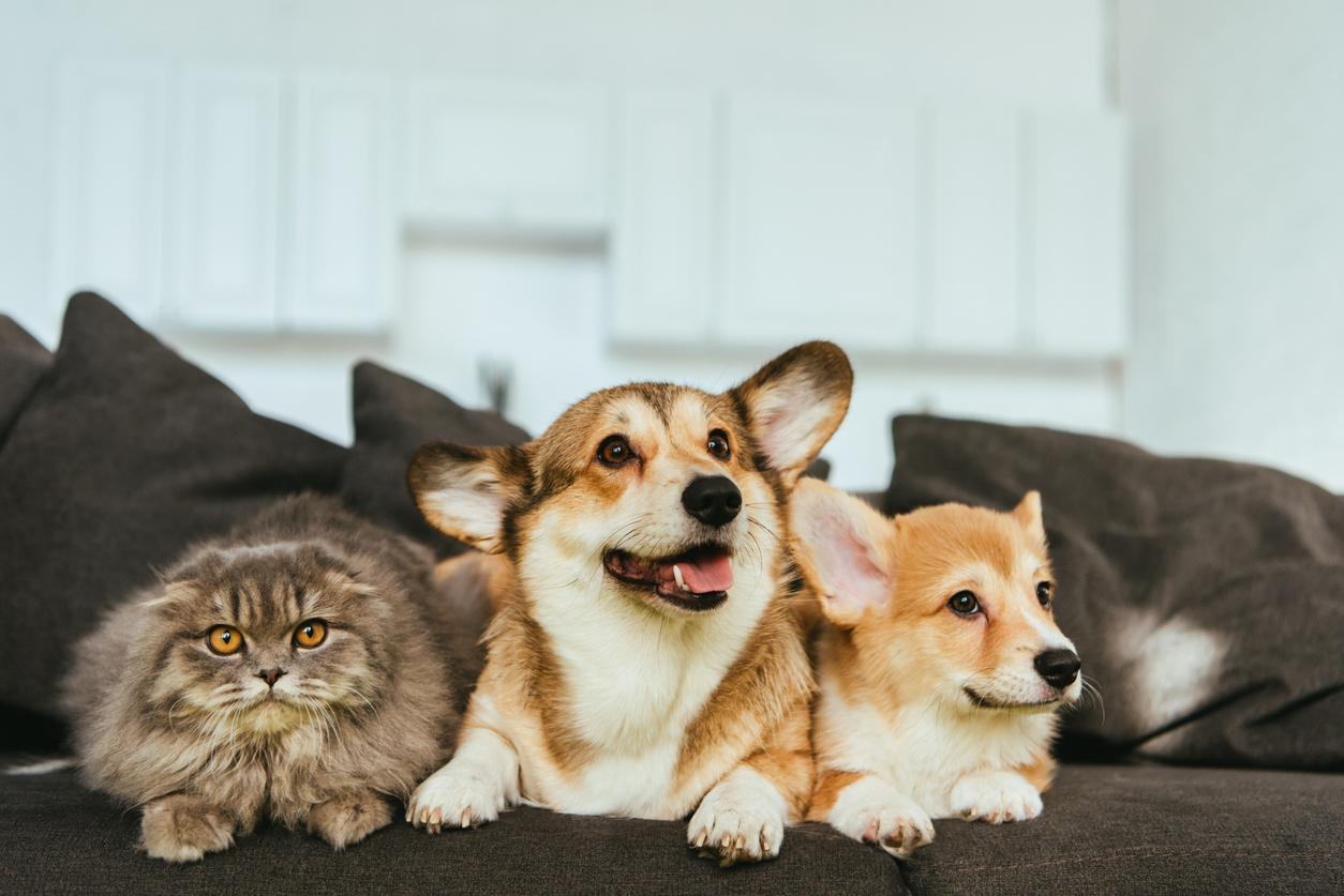 Pet em condomínio: Tudo o que você precisa saber - Manager